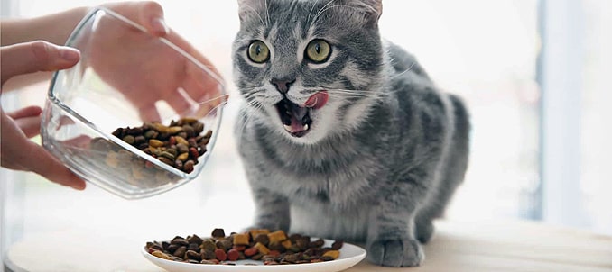 غذاي گربه خشک